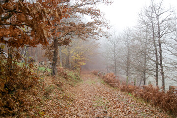 Outdoor countryside autumn foggy scenery in the morning	