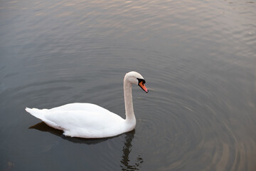 swan on the lake