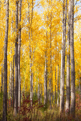 autumn forest in the autumn