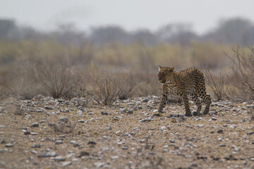 Wild leopard at Etosha National Park, Namibia (Safari, wildlife) - walking, approaching
