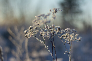 winter frost