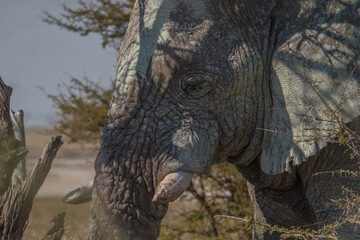 Head of old elephant with wrinkled skin covered with mud at Etosha National Park, Namibia