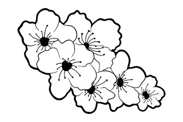 Doodle black line cherry blossom, sakura flower on white background. Vector illustration for decorate logo, wedding, greeting cards and any design.