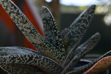 succulent plant