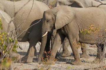Herd of african elephants walking through bushland at Etosha National Park, Namibia