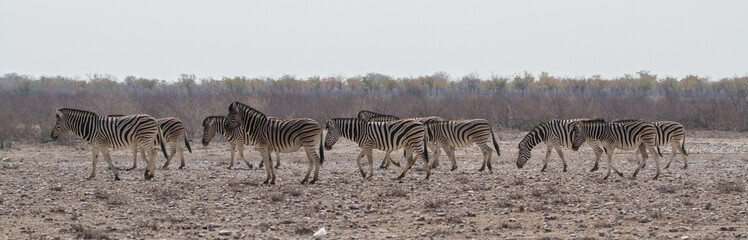 Fototapeta na wymiar Herd of zebras at waterhole at Etosha National Park, Namibia (panorama)
