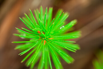 A small seedling of a coniferous tree. Close-up photo.