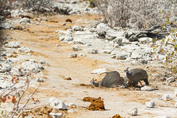 Fototapeta premium Two helmeted guinea fowls at Etosha National Park, Namibia