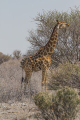 One giraffe (whole animal) at Etosha National Park, Namibia