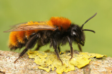 Tawny mining bee - Andrena fulva