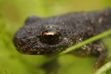 Balkan crested newt - Buresch's crested newt ( Triturus ivanbureschi ) 