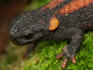 Red-tailed knobby newt /  Kweichow newt  - Tylototriton kweichowensis