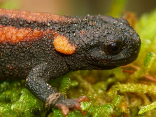 Red-tailed knobby newt /  Kweichow newt  - Tylototriton kweichowensis