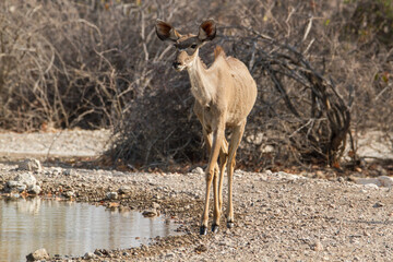 Naklejka na ściany i meble Greater kudu antelope at Etosha National Park, Namibia