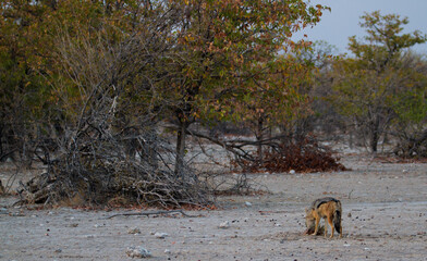 Isolated jackal (feeding) at Etosha National Park, Namibia