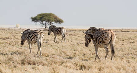 Fototapeta na wymiar Herd of three zebras at waterhole at Etosha National Park, Namibia