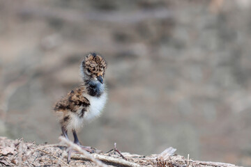 A wild bird chick walks on the ground. Lapwing chick. © Sergei
