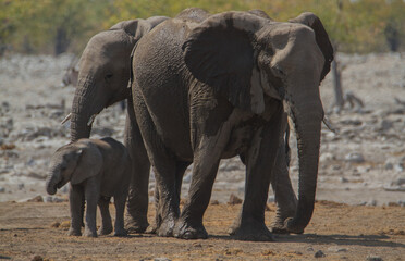 Fototapeta na wymiar Herd of african elephants refeshing in the mud at Etosha National Park, Namibia