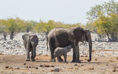 Fototapeta na wymiar Herd of african elephants refeshing in the mud at Etosha National Park, Namibia