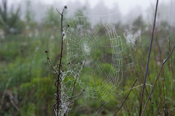 Beautiful spider web