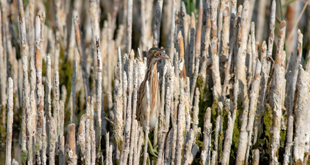 Heron and habitat. Lake reeds background. Camouflage animal. Bird: common Squacco Heron. .