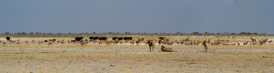 Large group of african safari animals at waterhole, Etosha, Namibia (panoramic view, antelopes, springbok, gemsbok, giraffe, ostrich)