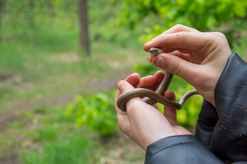 Anguis fragilis .