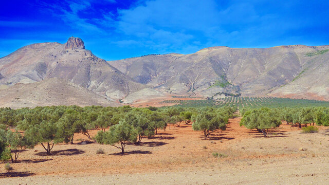 Olive trees between the mountains