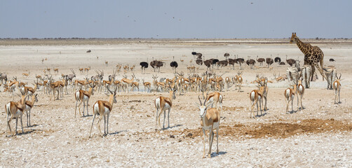 Fototapeta na wymiar Large group of african safari animals at waterhole, Etosha, Namibia (panoramic view, antelopes, springbok, gemsbok, giraffe, ostrich)