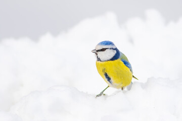 Cute bird and winter. White snow background. Bird: Eurasian Blue Tit. 