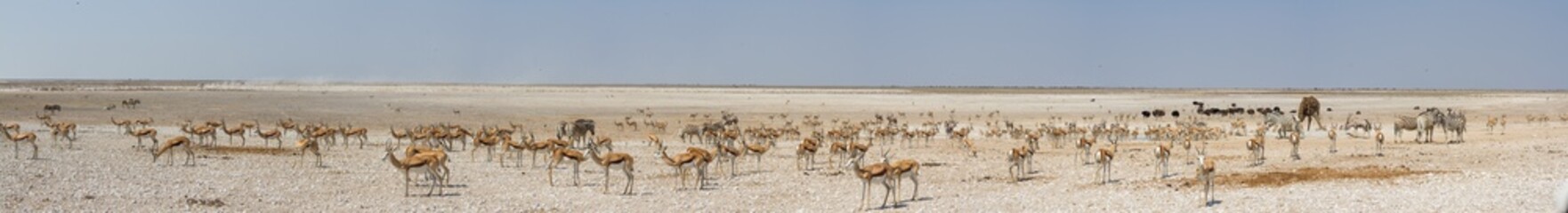 Fototapeta na wymiar Large group of african safari animals at waterhole, Etosha, Namibia (panoramic view, antelopes, springbok, gemsbok, giraffe, ostrich)