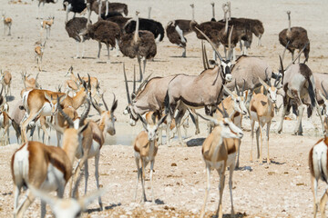 Large group of african safari animals at waterhole, Etosha, Namibia (antelopes, springbok, gemsbok, giraffe, ostrich)