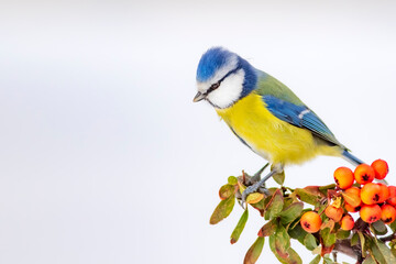 Cute bird and winter. White snow background. Bird: Eurasian Blue Tit. 
