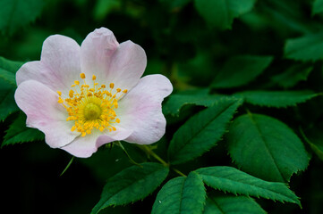 pink Carolina Rose close up