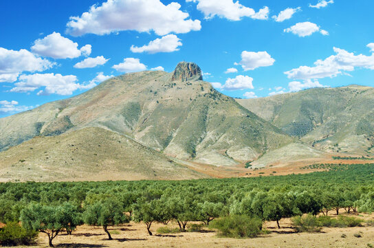 Olive trees between the mountains