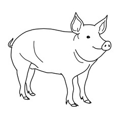Pig Piglet Farming Livestock Animal Whiteboard Animation SVG Image