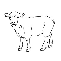 Sheep Dairy Farming Livestock Animal Whiteboard Animation SVG Image