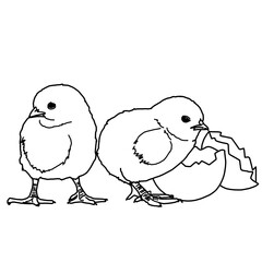 Baby Chicks Farming Livestock Whiteboard Animation SVG Image