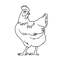 Chicken Rooster Farming Livestock Whiteboard Animation SVG Image