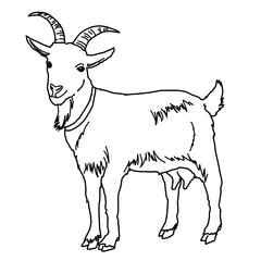 Goat Dairy Farming Livestock Animal Whiteboard Animation SVG Image