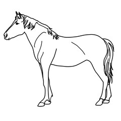 Horse Farming Animal Whiteboard Animation SVG Image