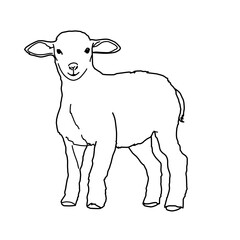 Lamb Dairy Farming Livestock Animal Whiteboard Animation SVG Image