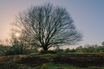 Fototapeta premium tree in the field