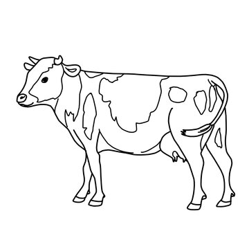 Cow Dairy Farming Livestock Animal Whiteboard Animation SVG Image