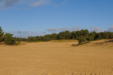 Fototapeta na wymiar sand drift Wekeromse zand