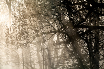 An image of a beautiful tree in the fog