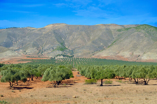 Olive trees between the mountains