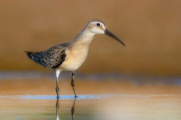 Naure and bird. Curlew Sandpiper. Colorful nature background. 