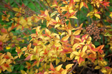 Branch with yellow, orange leaves on dark background. Clomposition of sunshine color Golden Carpet. Close up. Bright natural orange background.