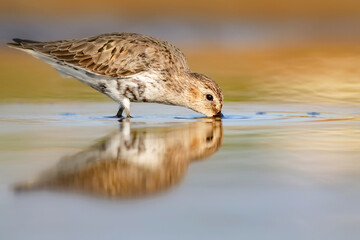 Nature and birds. Colorful nature background. Dunlin.